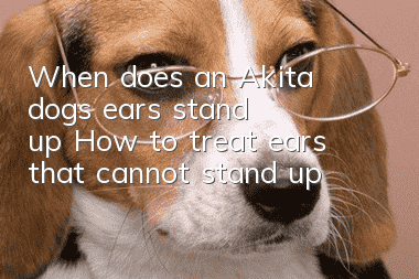 When does an Akita dog's ears stand up? How to treat ears that cannot stand up?