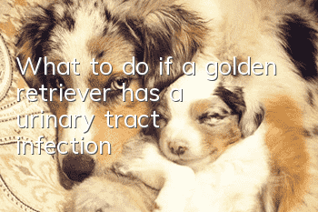 What to do if a golden retriever has a urinary tract infection