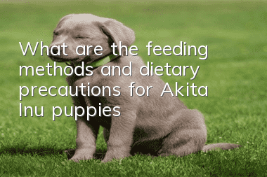 What are the feeding methods and dietary precautions for Akita Inu puppies?