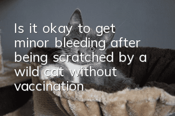 Is it okay to get minor bleeding after being scratched by a wild cat without vaccination?