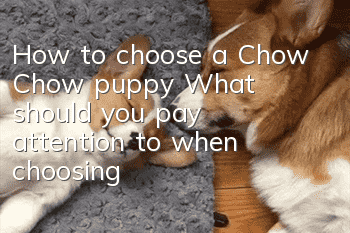 How to choose a Chow Chow puppy? What should you pay attention to when choosing?