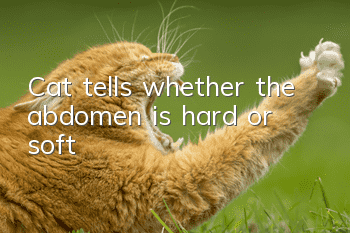 Cat tells whether the abdomen is hard or soft