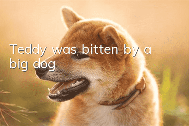 Teddy was bitten by a big dog