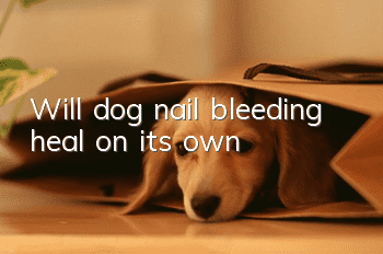 Will dog nail bleeding heal on its own?