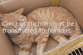 Can cat trichomonas be transmitted to humans?
