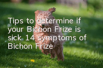 Tips to determine if your Bichon Frize is sick, 14 symptoms of Bichon Frize!