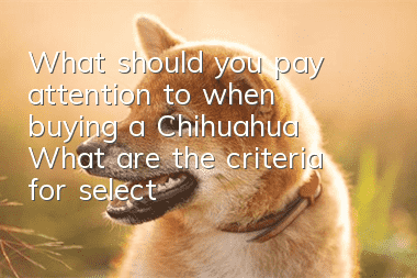 What should you pay attention to when buying a Chihuahua? What are the criteria for selecting a Chihuahua?