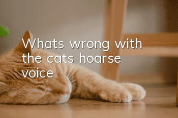 What's wrong with the cat's hoarse voice?