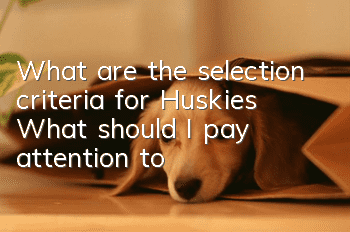 What are the selection criteria for Huskies? What should I pay attention to?