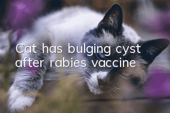 Cat has bulging cyst after rabies vaccine