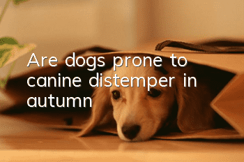 Are dogs prone to canine distemper in autumn?