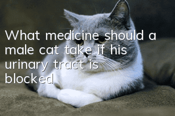 What medicine should a male cat take if his urinary tract is blocked?