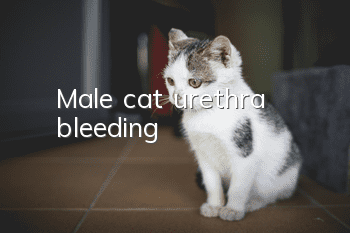 Male cat urethra bleeding