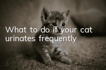What to do if your cat urinates frequently