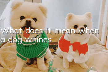What does it mean when a dog whines?