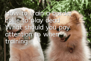 How to train a border collie to play dead? What should you pay attention to when training?