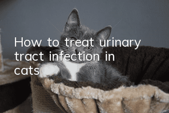 How to treat urinary tract infection in cats