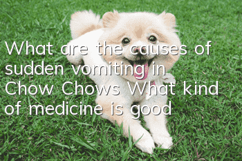 What are the causes of sudden vomiting in Chow Chows? What kind of medicine is good?