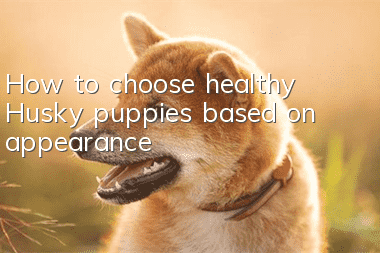 How to choose healthy Husky puppies based on appearance