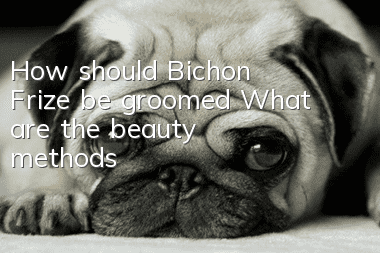 How should Bichon Frize be groomed? What are the beauty methods?