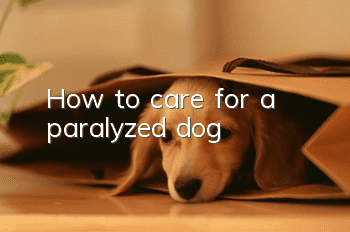 How to care for a paralyzed dog