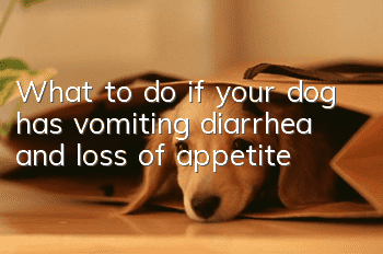 What to do if your dog has vomiting, diarrhea and loss of appetite