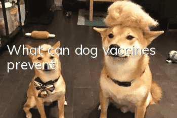 What can dog vaccines prevent?