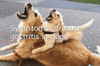 Symptoms of acute gastritis in dogs