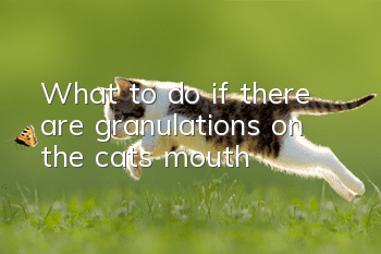 What to do if there are granulations on the cat’s mouth
