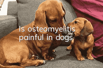 Is osteomyelitis painful in dogs?