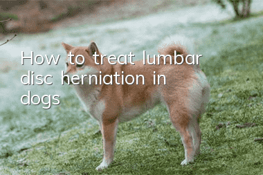 How to treat lumbar disc herniation in dogs