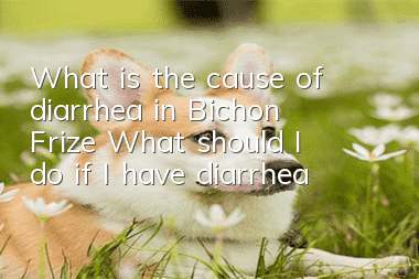 What is the cause of diarrhea in Bichon Frize? What should I do if I have diarrhea?