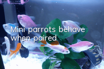 Mini parrots behave when paired