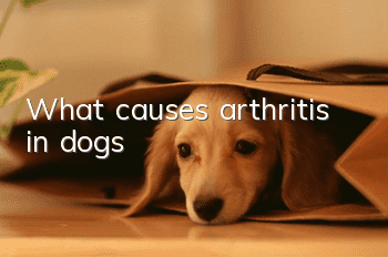What causes arthritis in dogs