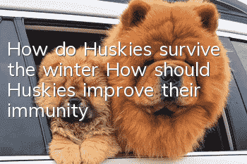 How do Huskies survive the winter? How should Huskies improve their immunity?