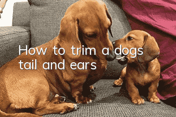 How to trim a dog’s tail and ears?
