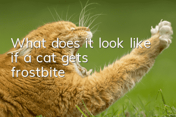 What does it look like if a cat gets frostbite?