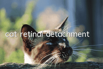 cat retinal detachment