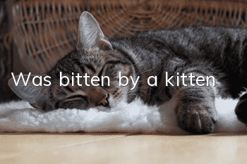Was bitten by a kitten