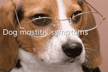 Dog mastitis symptoms