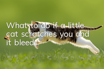 What to do if a little cat scratches you and it bleeds