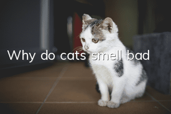Why do cats smell bad?