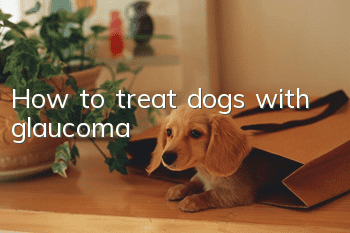 How to treat dogs with glaucoma