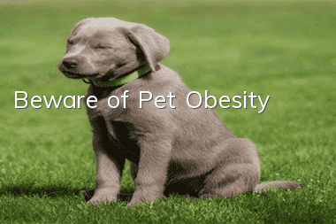 Beware of Pet Obesity