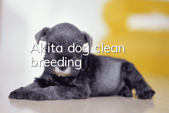 Akita dog, clean breeding