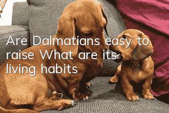 Are Dalmatians easy to raise? What are its living habits?