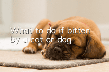 What to do if bitten by a cat or dog