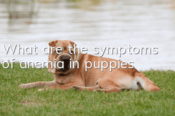 What are the symptoms of anemia in puppies?