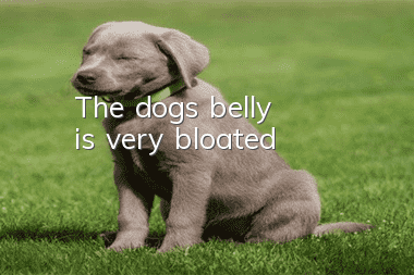 The dog's belly is very bloated