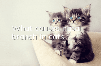 What causes nasal branch in cats